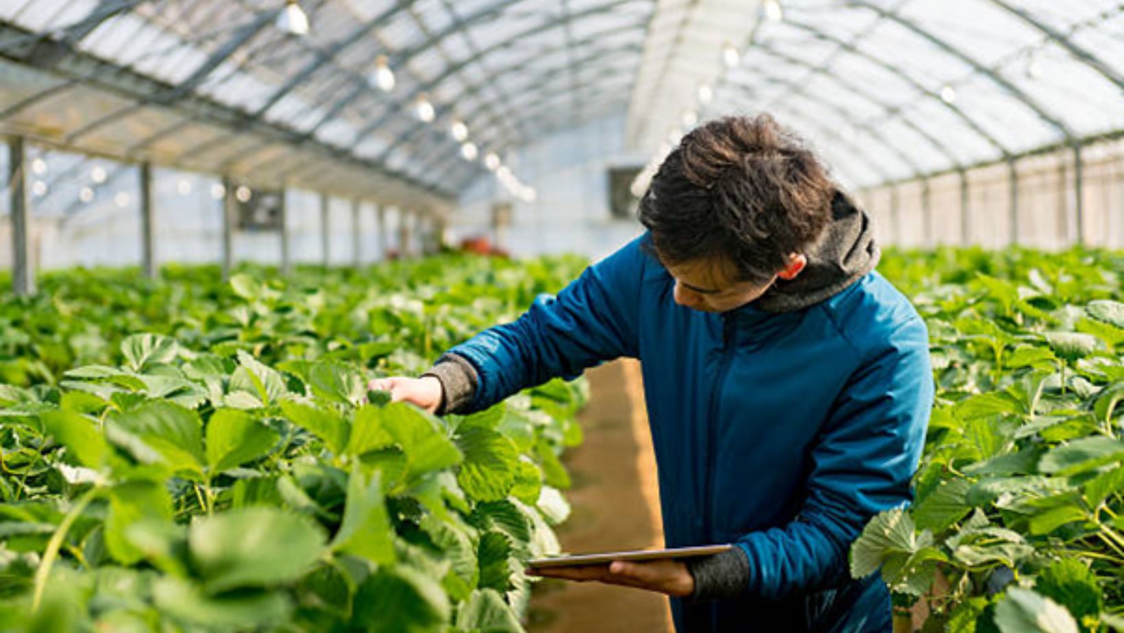 2 Innovations Shaping The Future of Greenhouse Farming